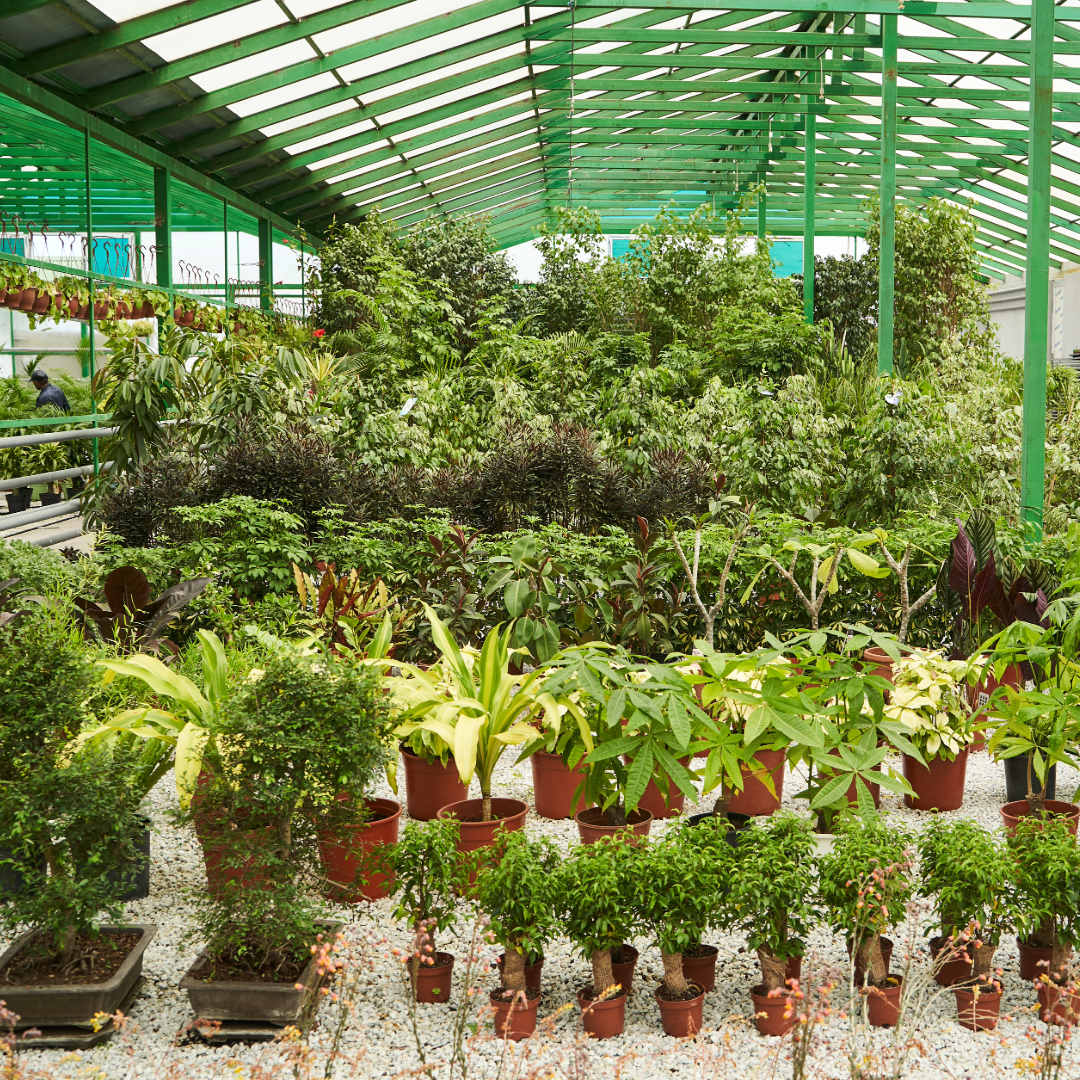 Picture of plants available for rent